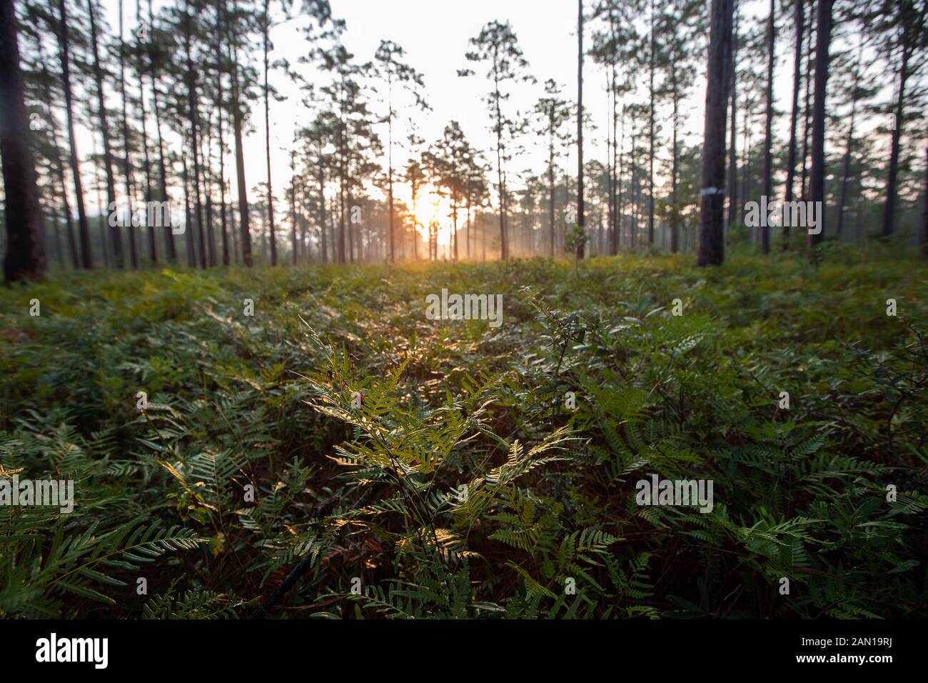 Sonnenaufgang über Wald in South Carolina Stockfoto