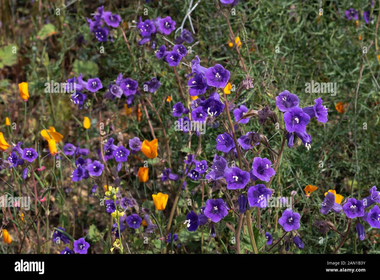 Hell lila violett blau pulsierende lebendige golden Canterbury Bells, saisonale Frühling einheimische Pflanzen, Wildblumen in voller Blüte mit Golden orange California Pop Stockfoto