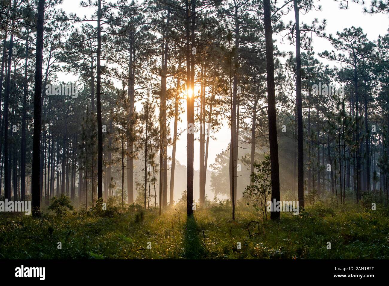 Sonnenaufgang über Wald in South Carolina Stockfoto