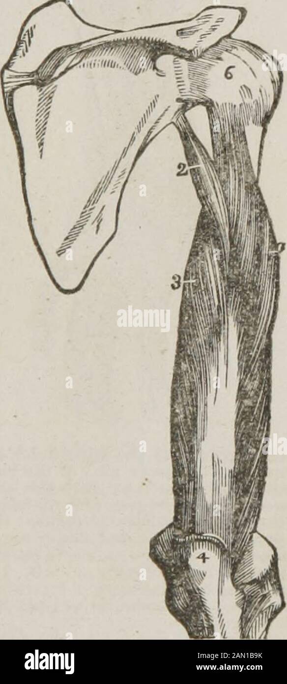 Anatomie und Physiologie: Entwickelt für Akademien und Familien. Abb. (&lt;C. Stellt die Muskeln auf dem vorderen Teil des Arms dar. 1, Der cora-koid-Prozess von Scapula. -, 3, Bänder, die vom Coracoid-Prozess zum Clavi-Cle- und Akromion-Prozess übergehen. 4, Musculus subsapularis. 5, Die Teres Major. 6, ThecoracO-brachialis. 7, Die Bizeps. 8, Das obere Ende des Radius. 9, Den Musculus brachialusantieus. 10, Dem inneren Kopf des Trizeps. Die Muskeln 7 und 9, biegen Sie den Arm am Ellenbogen. Abb. 67. Stellt eine posteriore Ansicht des oberen Arms dar. Zeigt den Trizeps mus-cle J, Seine äußere Heilung. 2, I. Stockfoto