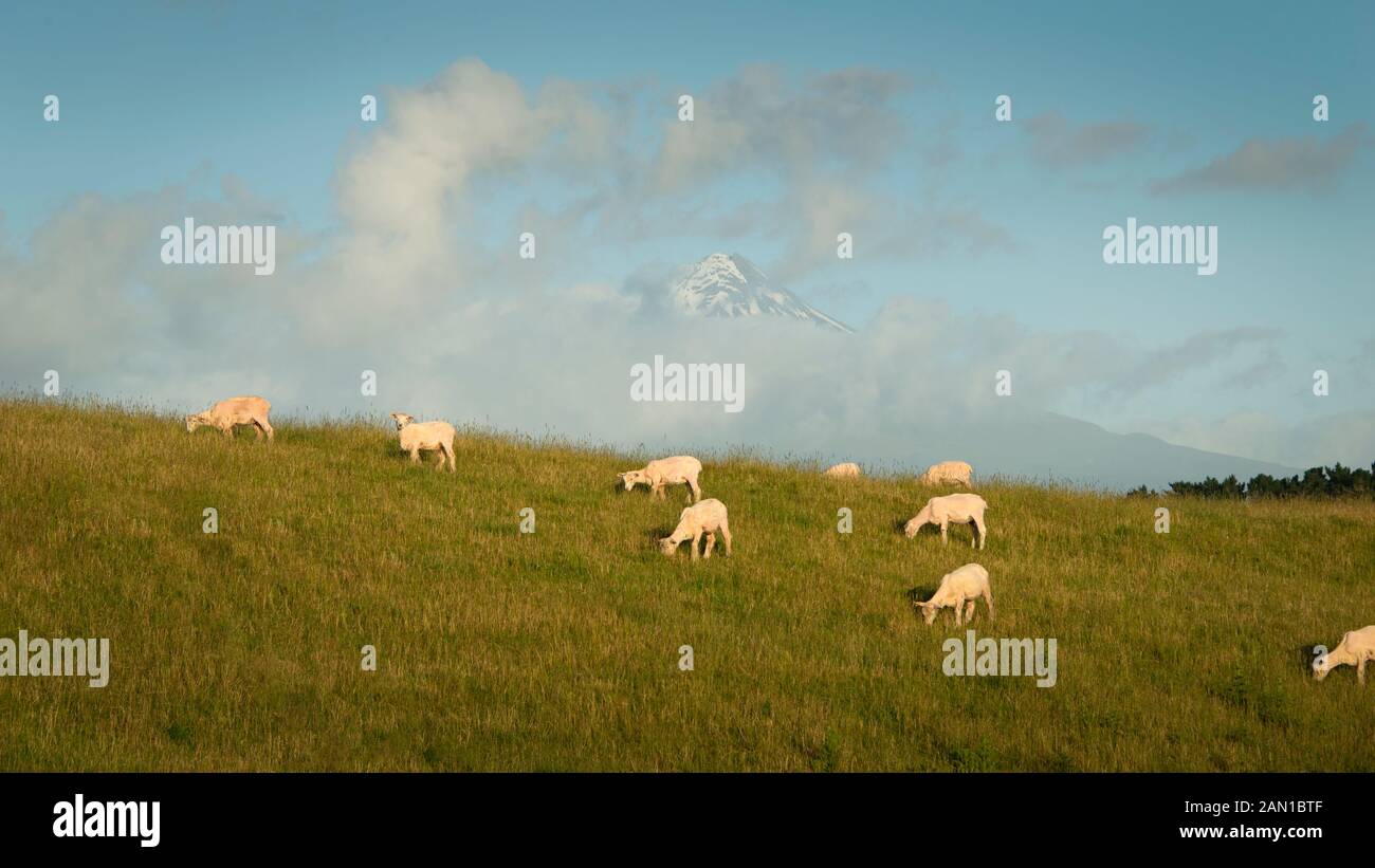 Neu abgeschert Schafe auf den grünen Hügeln mit Mt Taranaki im Abstand Stockfoto