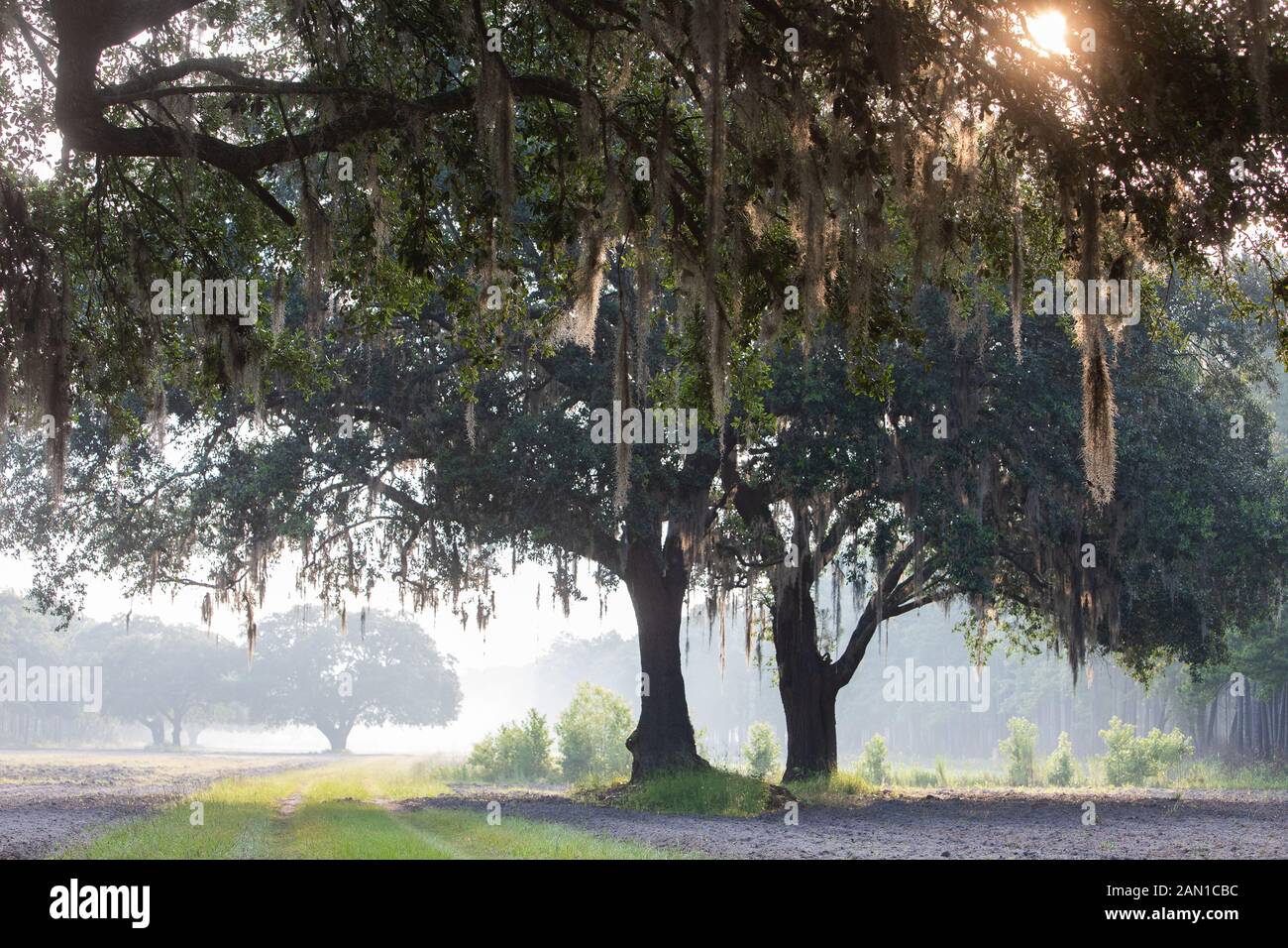 Live Oak Trees in South Carolina Stockfoto