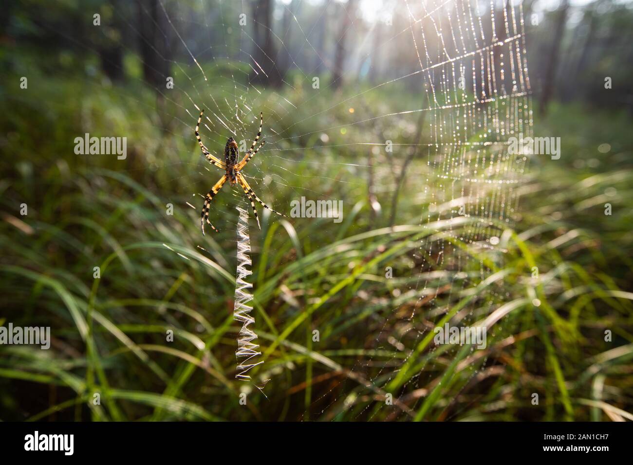 Spinne im Wald in South Carolina. Stockfoto