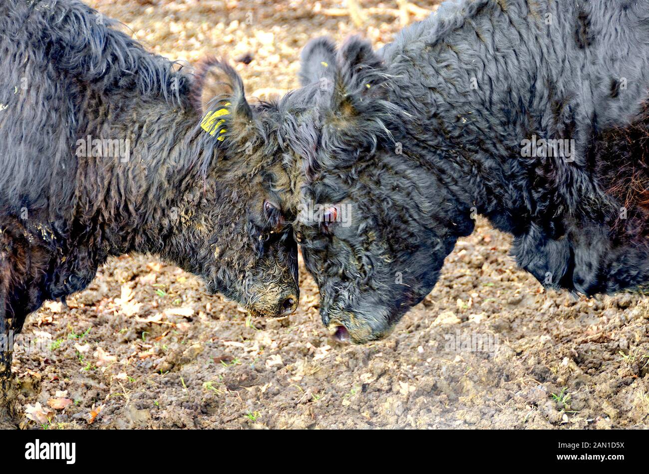 Zwei schwarze Stiere der schottischen Rasse Belted Halloway bleiben Stirn an Stirn Stockfoto