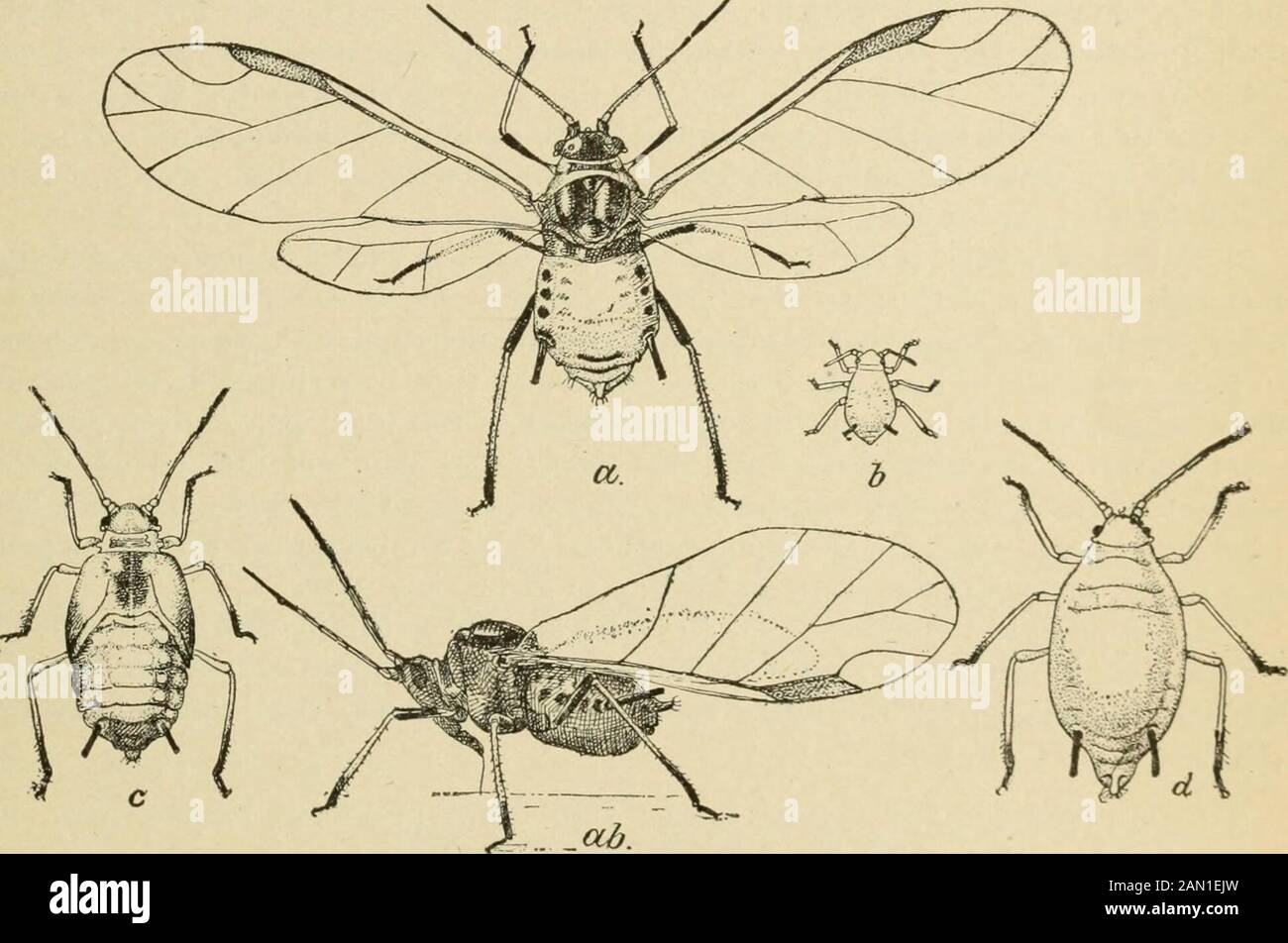 Bericht über verschiedene Baumwollinsekten in Texas. Rundstadien und apteröse Weibchen sind anfangs nicht leicht von A. gossypii zu unterscheiden. Aber die apterösen Weibchen sind dunkler und haben ein glänzendes rötliches oder bräunlich-schwarzes Aussehen, während die Ofgosypii tiefgrünlich in der Farbe sind und die Cauda sehr stark schneiden. Abb. U.-Aphis gossypii: Ein geflügeltes Weibchen; aa, vergrößerte Antenne gleich: AH, dunkles Weibchen, Seitenansicht.!&gt; junge Nymphe oder Larve: C, letztes Nymphobenstadium: D, wingless weiblich-alle stark vergrößert (nachChittenden). Länger. Die geflügelten Formen sind leicht durch die Dunkelmarkierungen zu unterscheiden Stockfoto