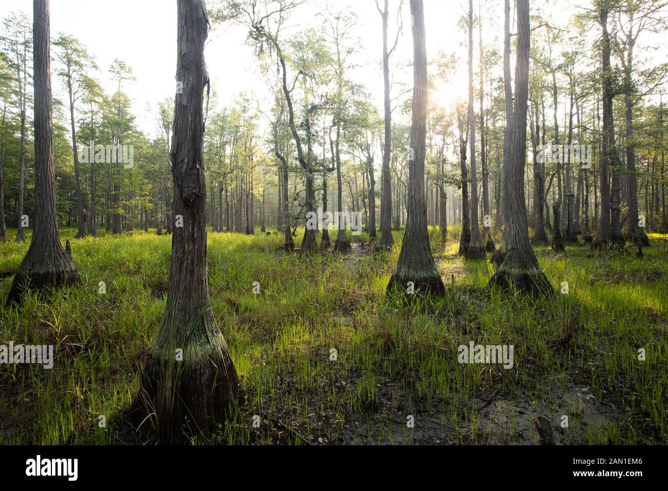 Feuchtgebiete in South Carolina Stockfoto