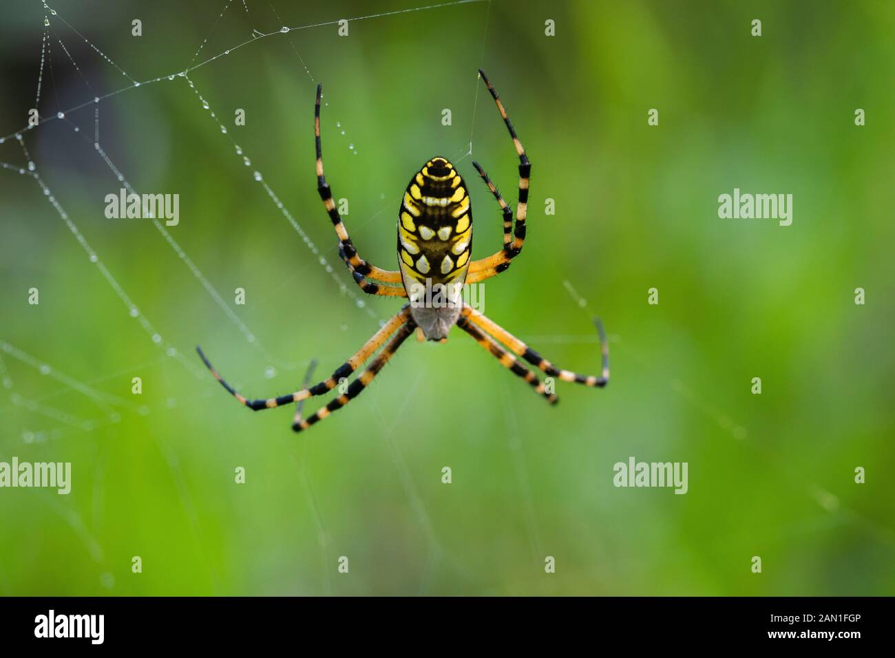 Spinne im Netz im Wald Stockfoto