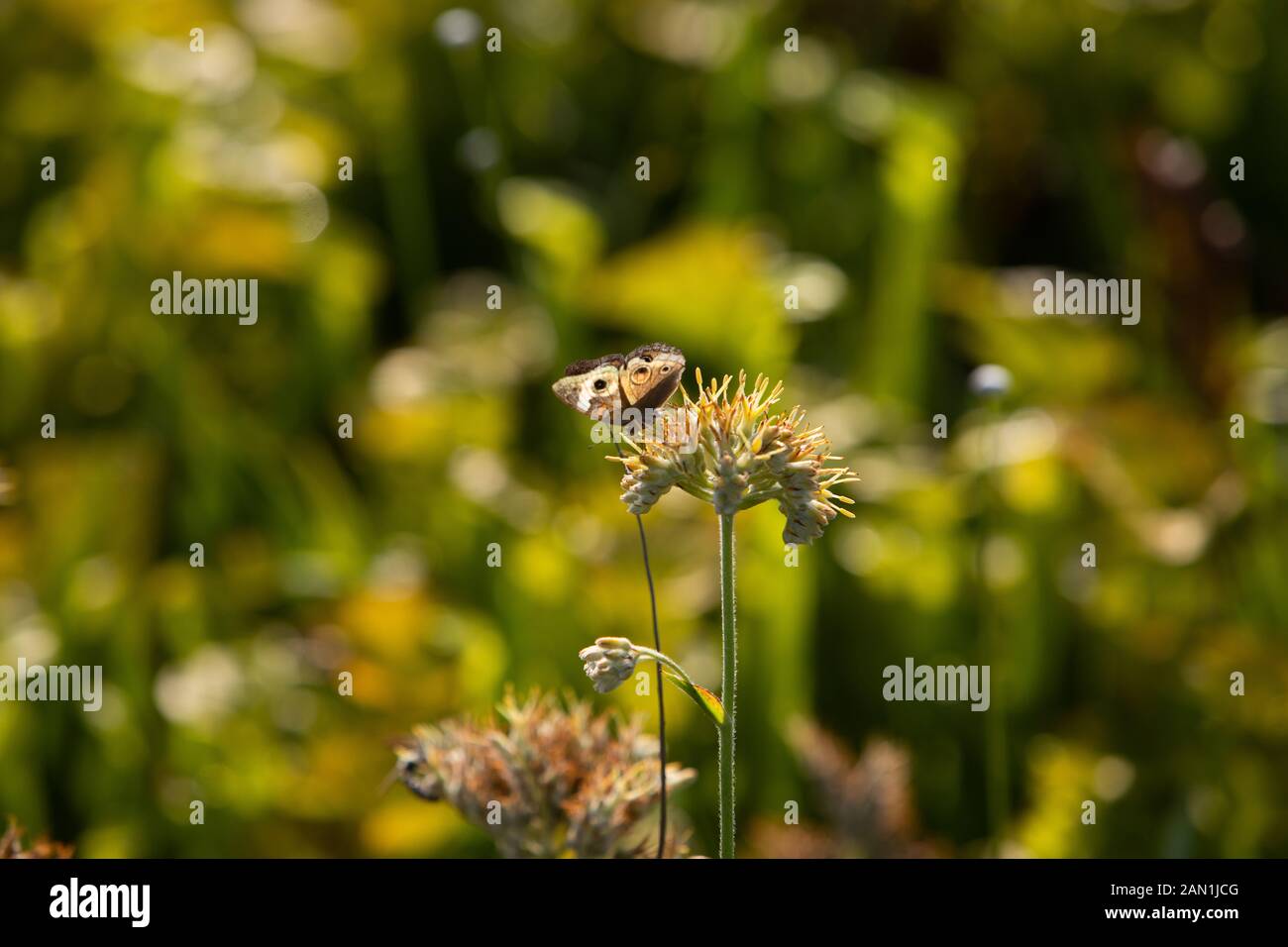 Schmetterling und Biene auf Blüte Stockfoto