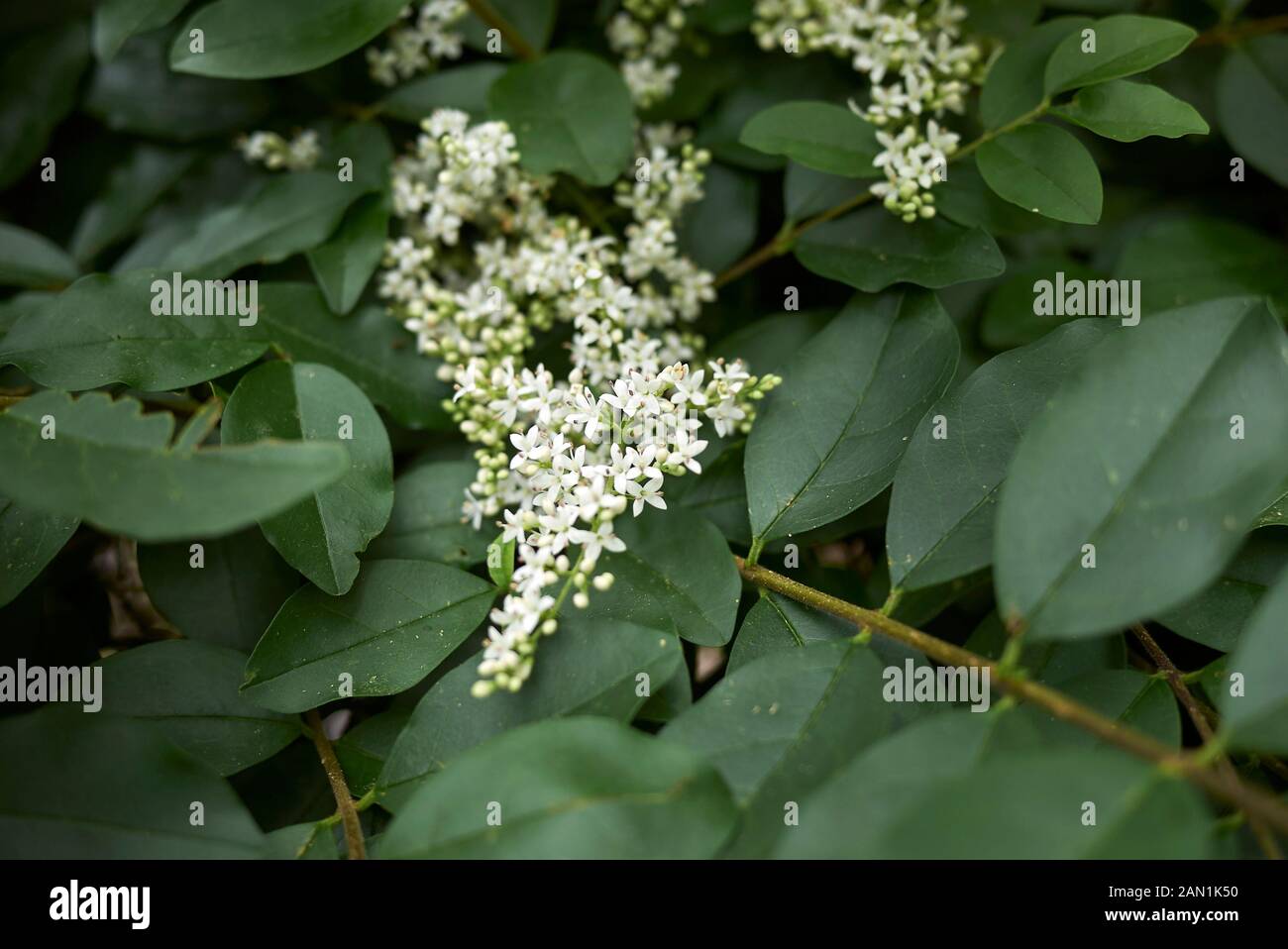 Weiße duftende Blüte von Ligustrum vulgare Stockfoto