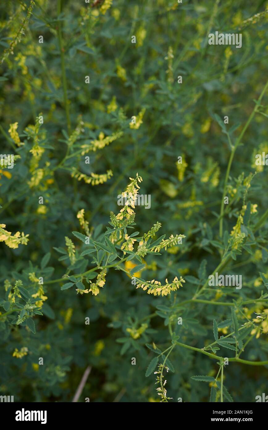 Gelbe Blüte von Melilotus officinalis Stockfoto