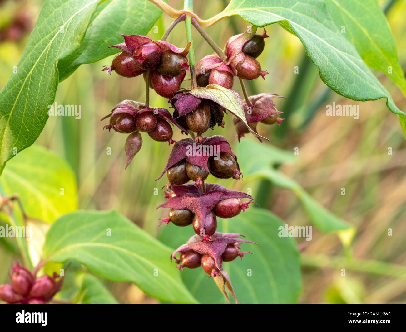 Blühende Muskatnuss Pflanze Stockfotos und -bilder Kaufen - Alamy