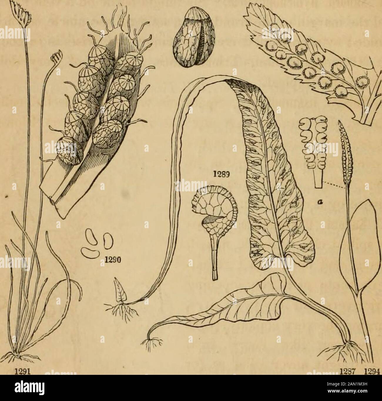 Einführung in die strukturelle und systematische Botanik und Pflanzenphysiologie: Als 5. Und Revedof des Botanischen Textbuchs, illustriert mit über dreizehnhundert Holzschnitten. * Abbildungen der Klassen III und IV finden Sie in den Tafeln des Handbuchs der Botany of the Northern United States. ABB. 1281. Gipfel des Stammes des Equisetum sylvaticum. 1282. Teil der Fruktifikationsachse mit einigen der Fruchtorgane, in Abb. vergrößert dargestellt. 1283, ein Blick von fromunderneath. 1284. Eine separate Theca, oder Sporenhülle, stärker vergrößert. 1285, 12S6. Sporen, mit den klupenförmigen Anhängen mehr Lupe Stockfoto