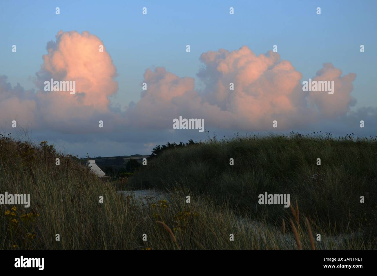 Heather Büsche auf der ozeanischen Küste Stockfoto