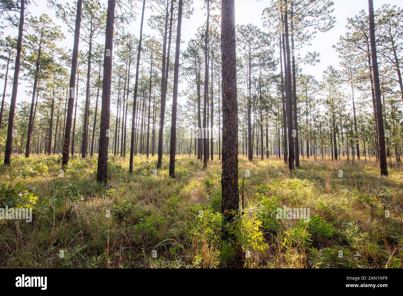 Land-/Forstwirtschaft in South Carolina Stockfoto