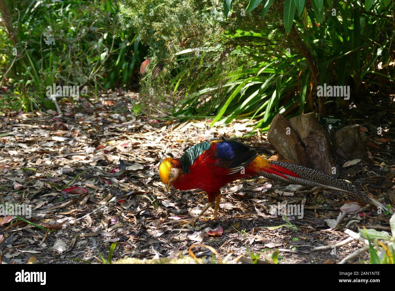 Golden Pheasant in freier Wildbahn Stockfoto