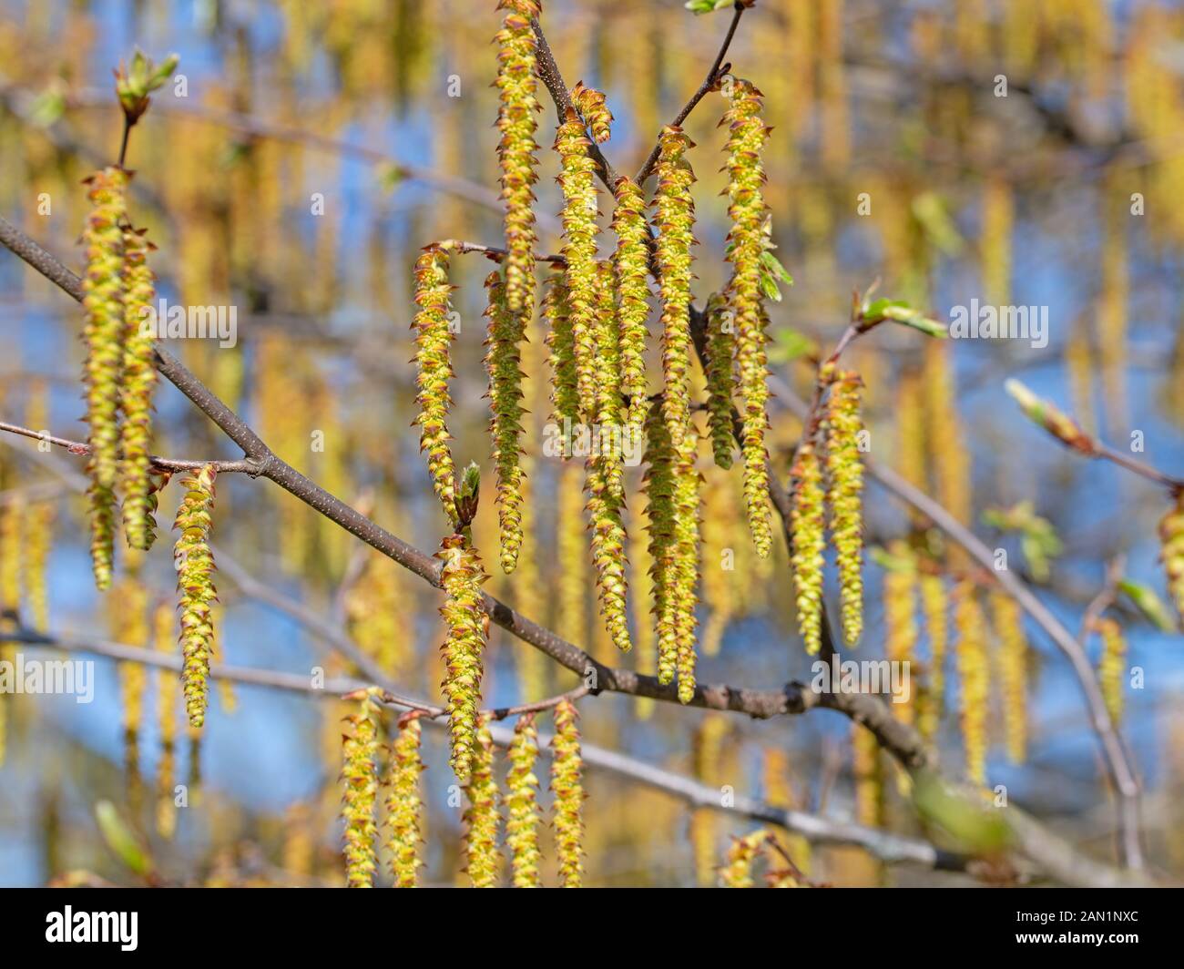 Carpinus betulus blüte Fotos und Bildmaterial in hoher Auflösung Alamy