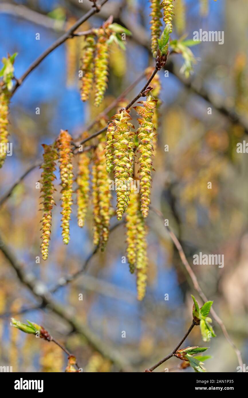Carpinus betulus blüte Fotos und Bildmaterial in hoher Auflösung Alamy
