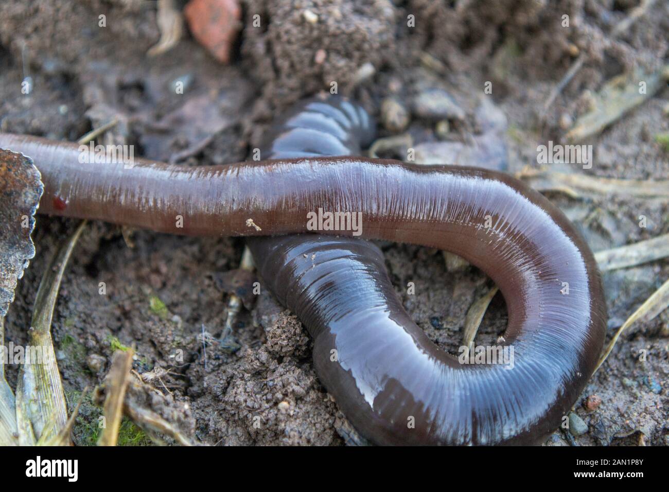 In der Nähe der Toten gemeinsame Regenwurm im Winter im Garten, Lumbricus terrestris Stockfoto