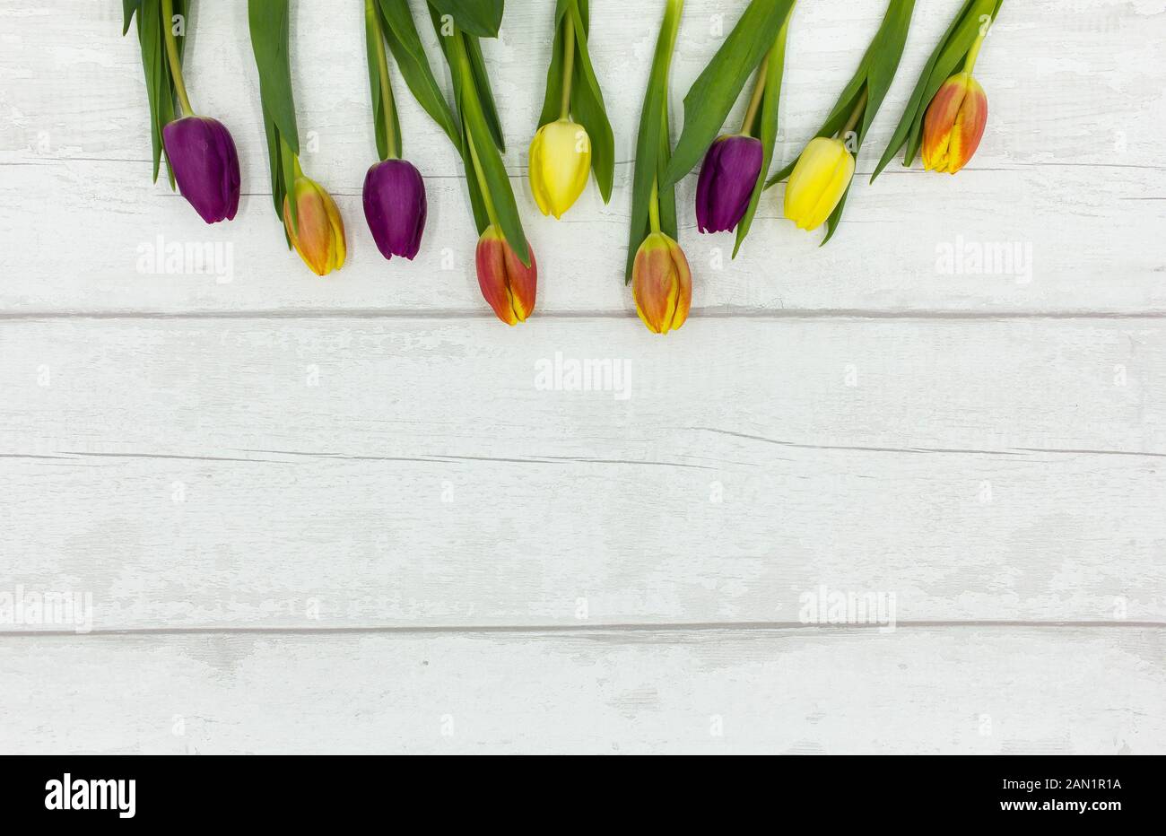 Blick von oben auf die schöne, bunte/Bunte Tulpen auf einem weißen Tisch im Landhausstil - Zimmer für Text Stockfoto