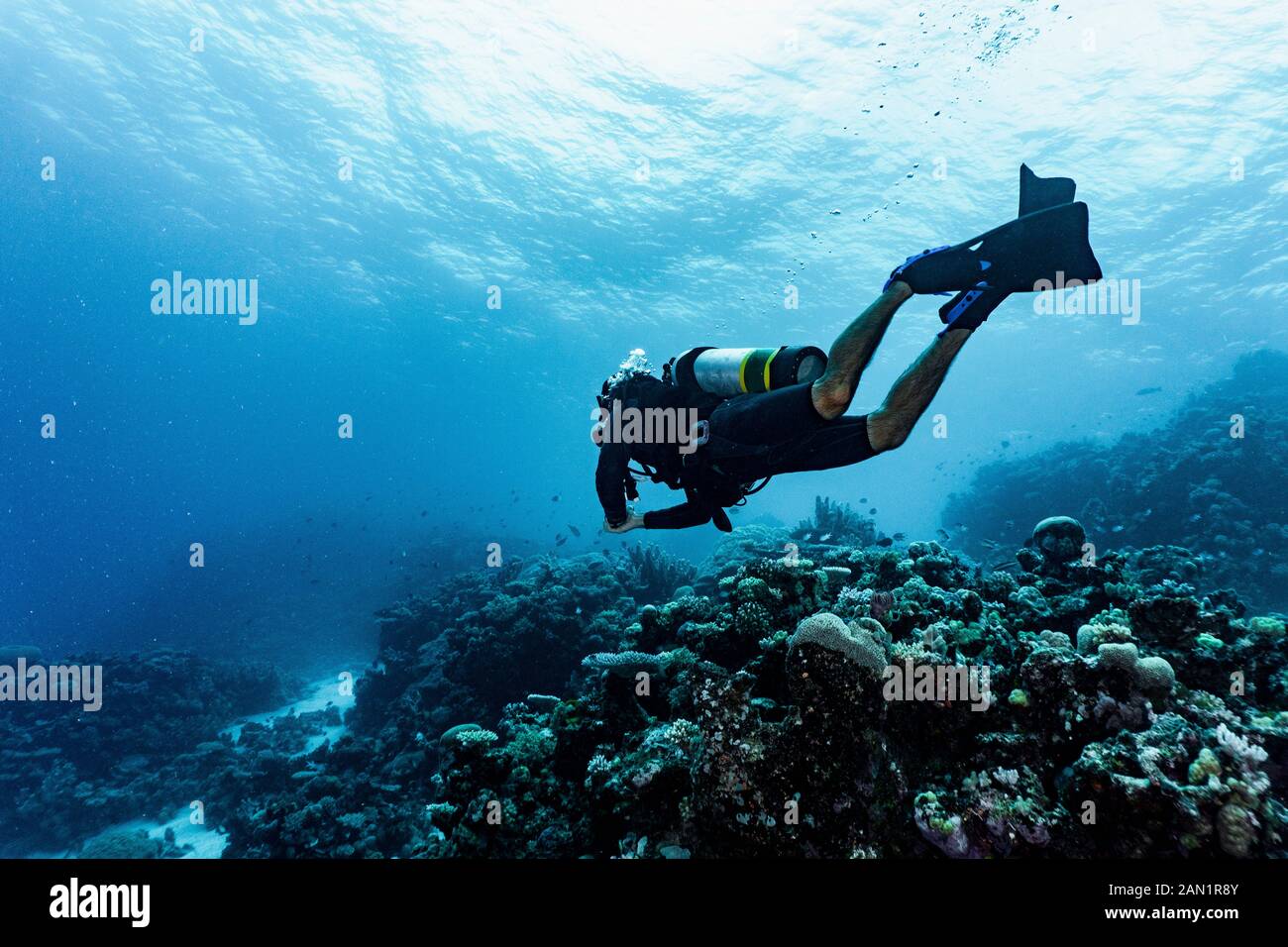 Taucher erkunden das Great Barrier Reef in Australien Stockfoto