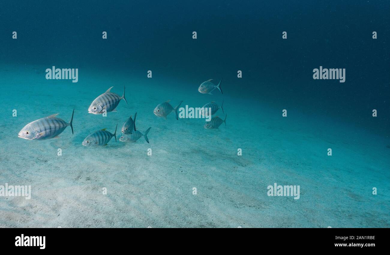 Ein Schwarm Blue Trevally oder Jack Fish am Great Barrier Reef Stockfoto