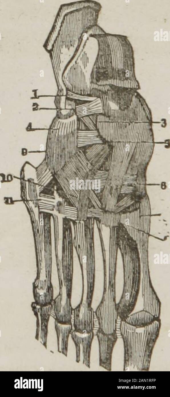 Anatomie und Physiologie: Entwickelt für Akademien und Familien. Abb. 4.5. Eine Innenansicht des Sprunggelenks. 1, Dem inneren Mälleolus der Tibia.2, 2, Dem Astragulusknochen. 3, Dem os-Kalcis oder dem Fersenbein. 4, Scaphoidknochen. 5, cunei-Form Knochen. 6, EIN starkes Ligament, das die Tibia mit den Calcis verbindet. 7, EIN Ligamentverbindet die Tibia mit dem Astragulus. 8, Das Tendo Achilles oder die Fersenschnur. Abb. 46. Eine Außenansicht des Sprunggelenks. 1, Die Tibia. 2, Die äußere Mälleolusdes Fibula. 3, 3, Der Astragulus. 4, Der os-Calcis. 5, Der Quader. 6, Der an-terior-Fasziculus des äußeren Stockfoto