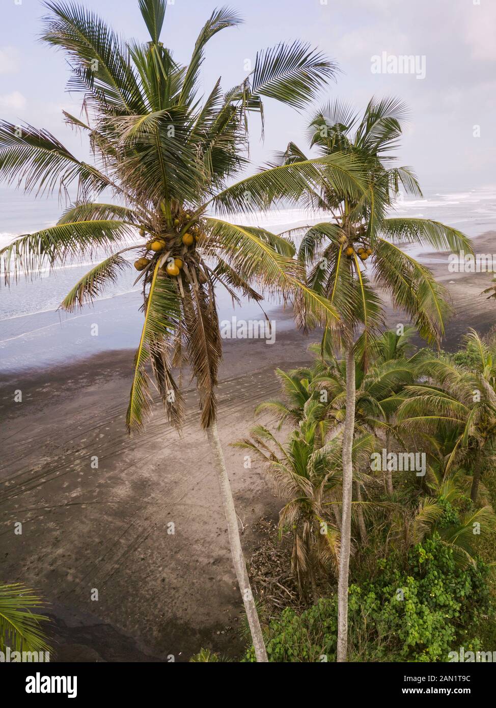 Luftaufnahme der grünen Palmen Stockfoto