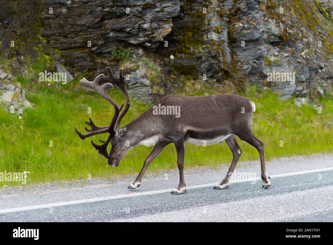 Rentiere zu Fuß unterwegs in Norwegen Stockfoto