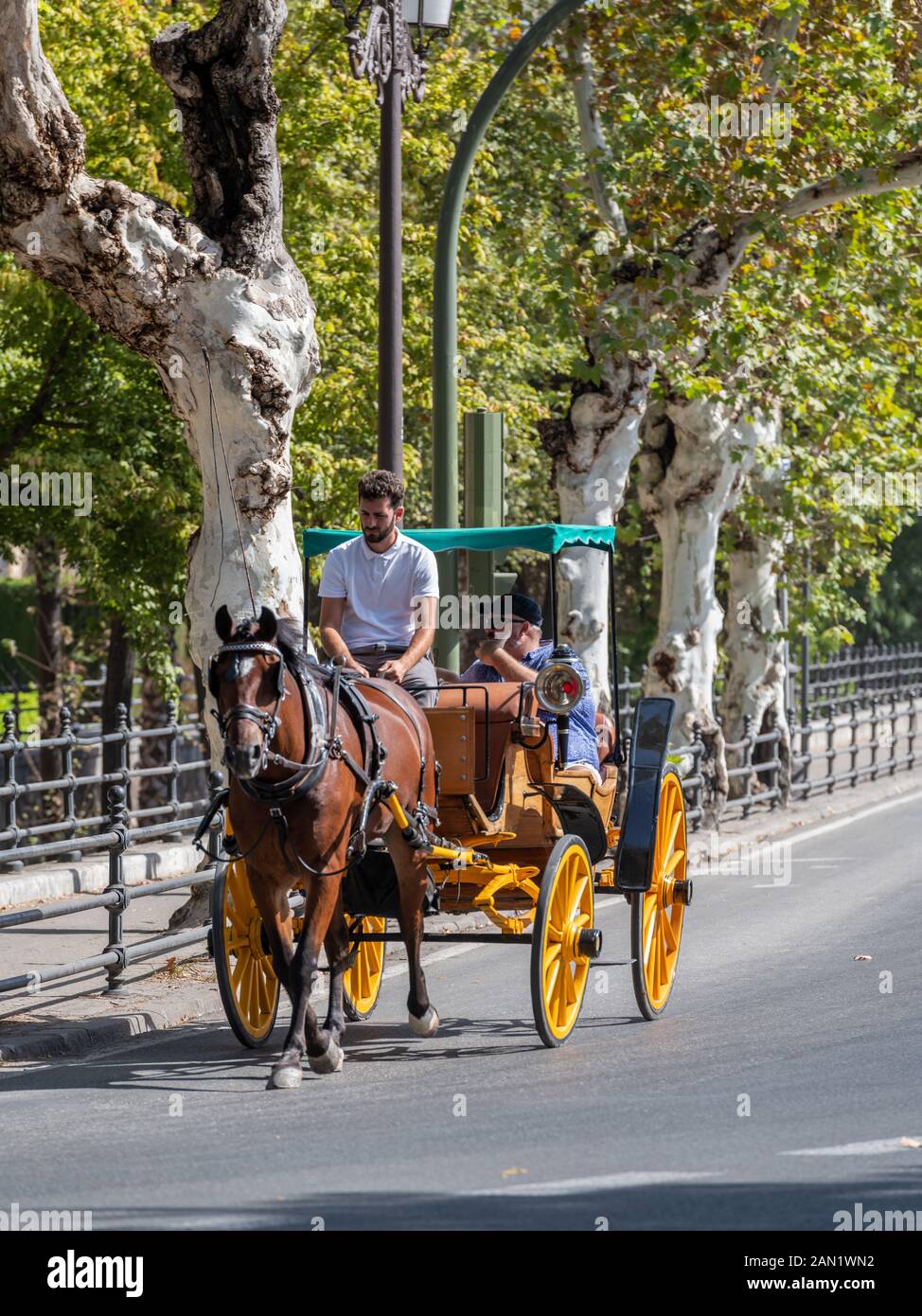 Touristen genießen eine entspannte Fahrt mit einer Pferdekutsche entlang einer von Bäumen gesäumten Calle Palos de la Frontera in Sevilla Stockfoto