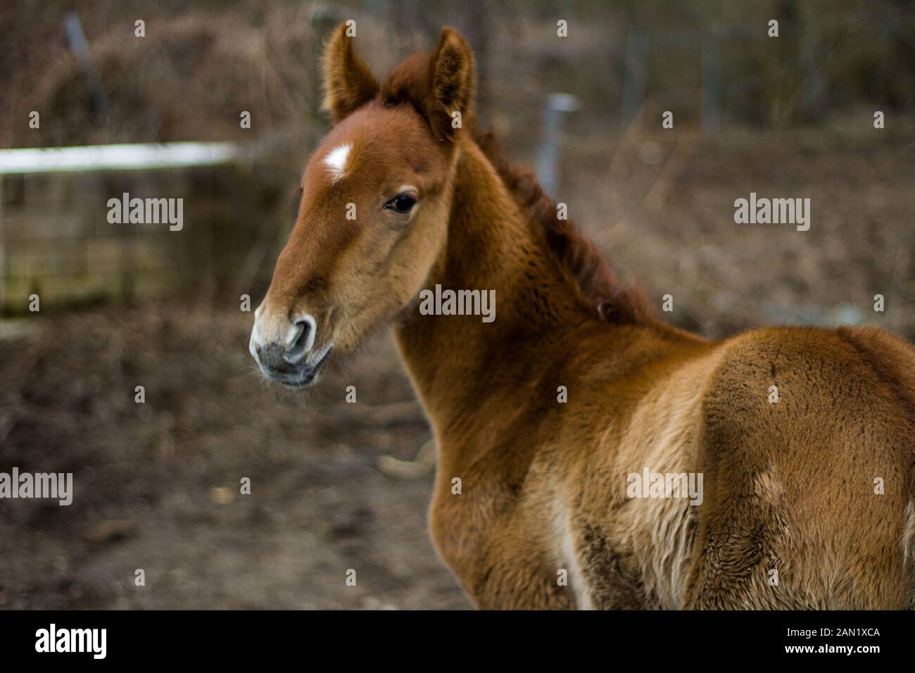 Baby Pferd auf dem Rücken schaut auf Kamera Stockfoto