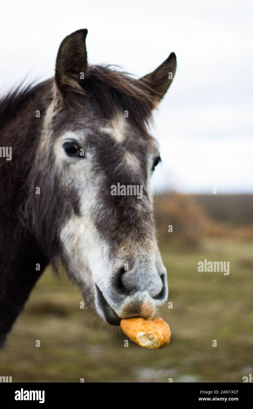 Portrait Pferd Essen Blick auf Kamera Stockfoto