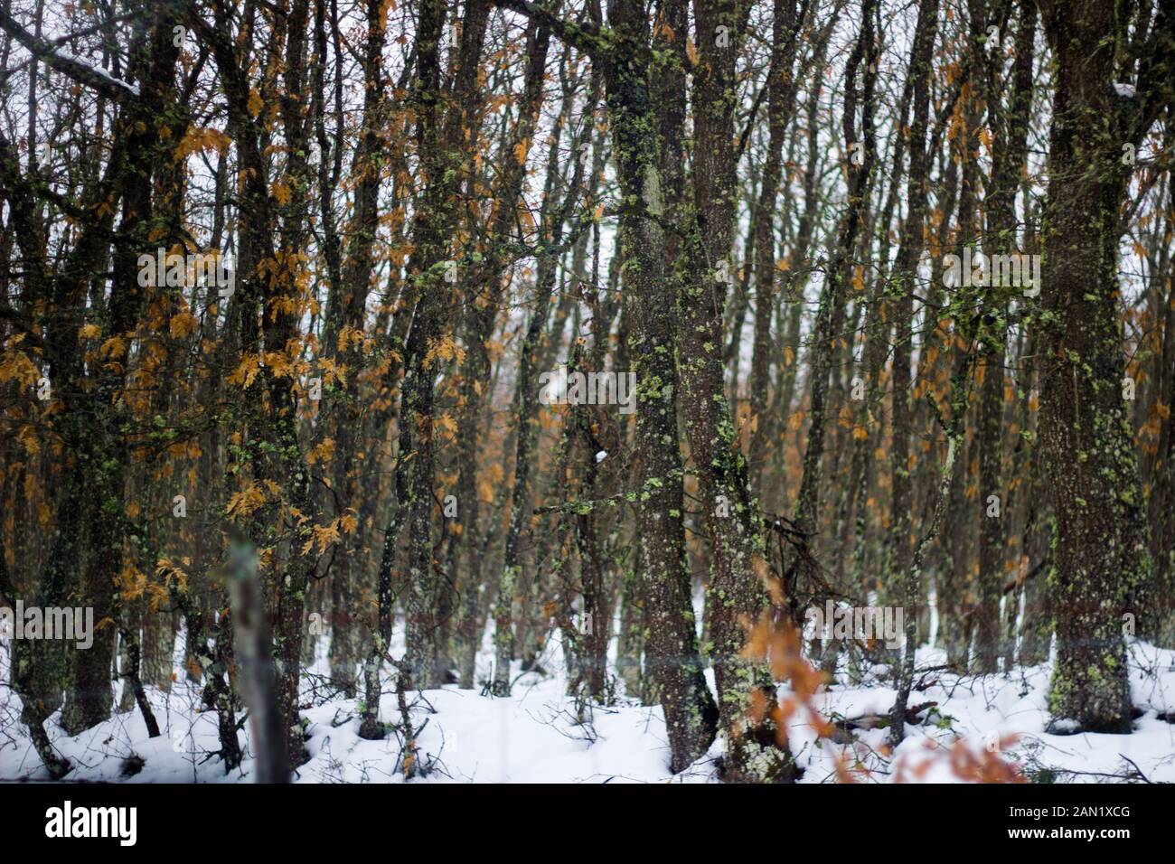 Baumstämme eines verschneiten Waldes voller Leben Stockfoto