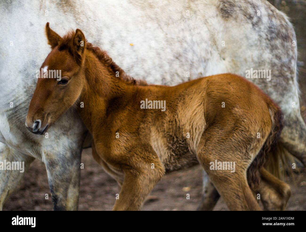 Baby Pferd schützt sich mit seiner Mutter Stockfoto
