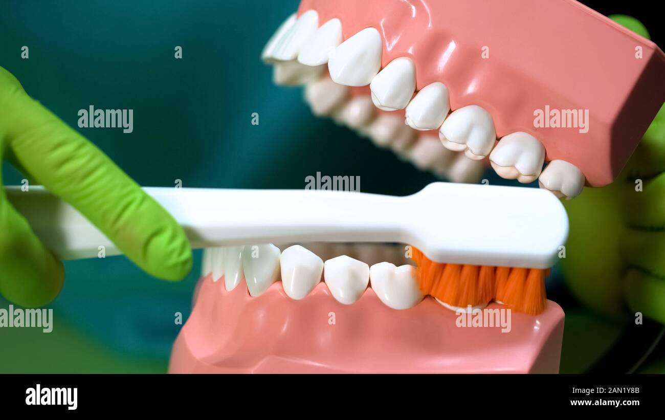 Zahnarzt zeigen, wie man saubere Zähne mit Spannbacken und Zahnbürste,  Zahnpflege Stockfotografie - Alamy