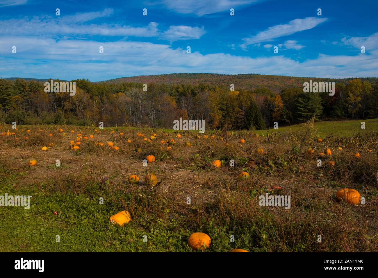 Brattleboro, Vermont Pumpkin Patch im Herbst Stockfoto