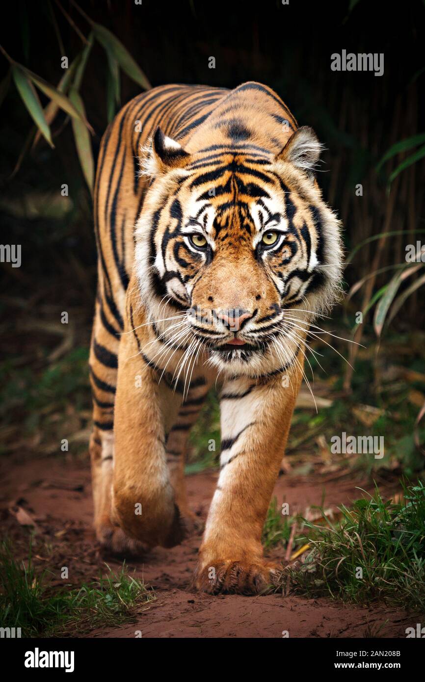 Ein Tiger zu Fuß entlang eines Pfades. Vorderansicht eines gefährlichen Räuber. Fleisch essen große Katzen Stockfoto