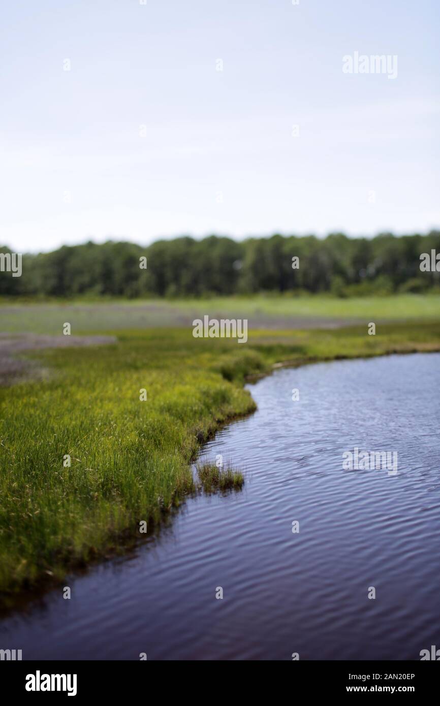 North Carolina Wetland Im Sommer Stockfoto