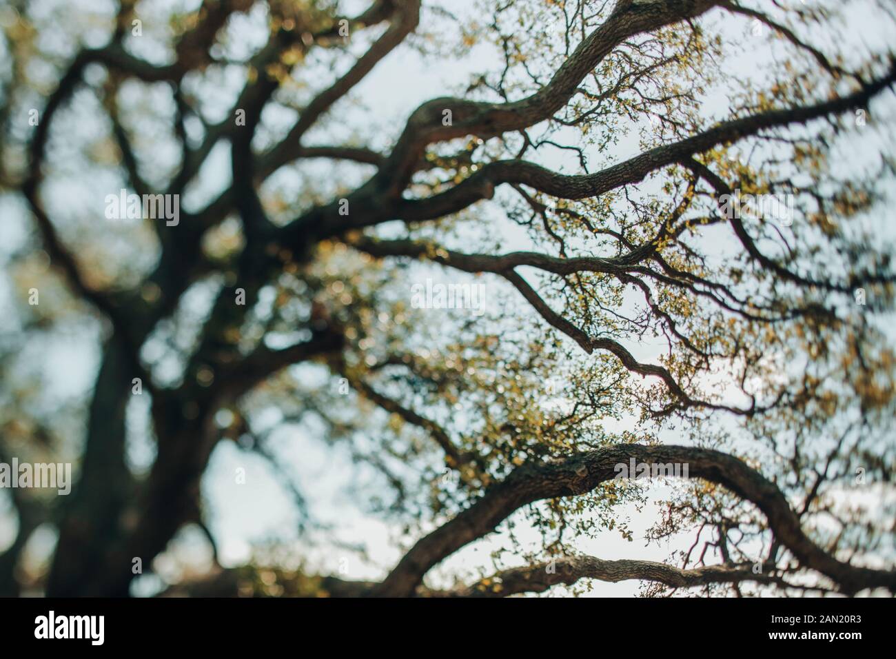 Abstrakt Live Eiche Baum gegen EINEN klaren blauen Himmel Stockfoto