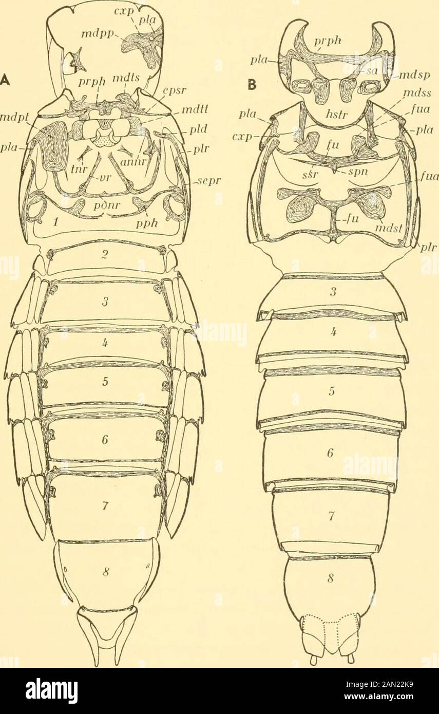 Smithsonian Diverses Collections. Nvaginationen der tergalen, pleuralen, andsternalen Regionen jedes Segments, und diese Apodeme werden als Theendotergite, Endopleurite bzw. Endosternite bezeichnet. Thesklerotisierte Sehnen und einige kleine Invaginationen gehören zum Endoskelett, werden hier aber nicht betrachtet. Die Endotergite (Abb. 5 A) sind typischerweise nur im Meso-Thorax und Metathorax zu finden. Im Prothorax werden die Endotergite nur durch eine ziemlich unbestimmte Gruppe von Prozessen auf dem Hypomerain, der Region der Coxalhöhle und des Trochantin, repräsitiert. Diese tragen einen hohen Meter Stockfoto