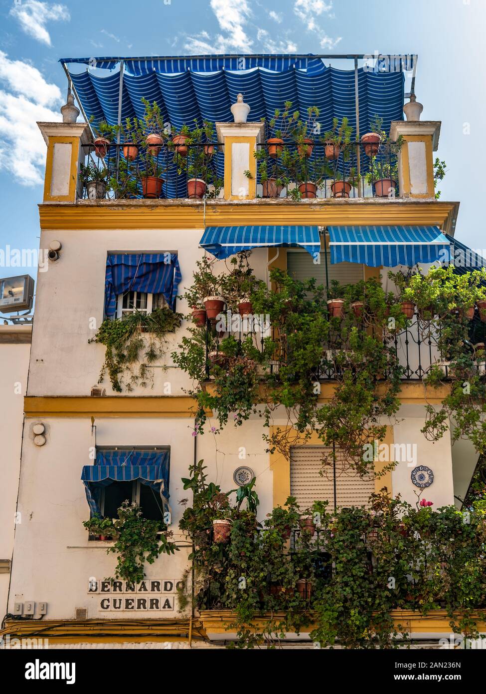 Eine lebendige blaue Pergola bedeckt einen grünen Dachgarten eines Hauses an der Ecke Calle Bernado Guerra und Calle Pelay Correa, Triana. Stockfoto