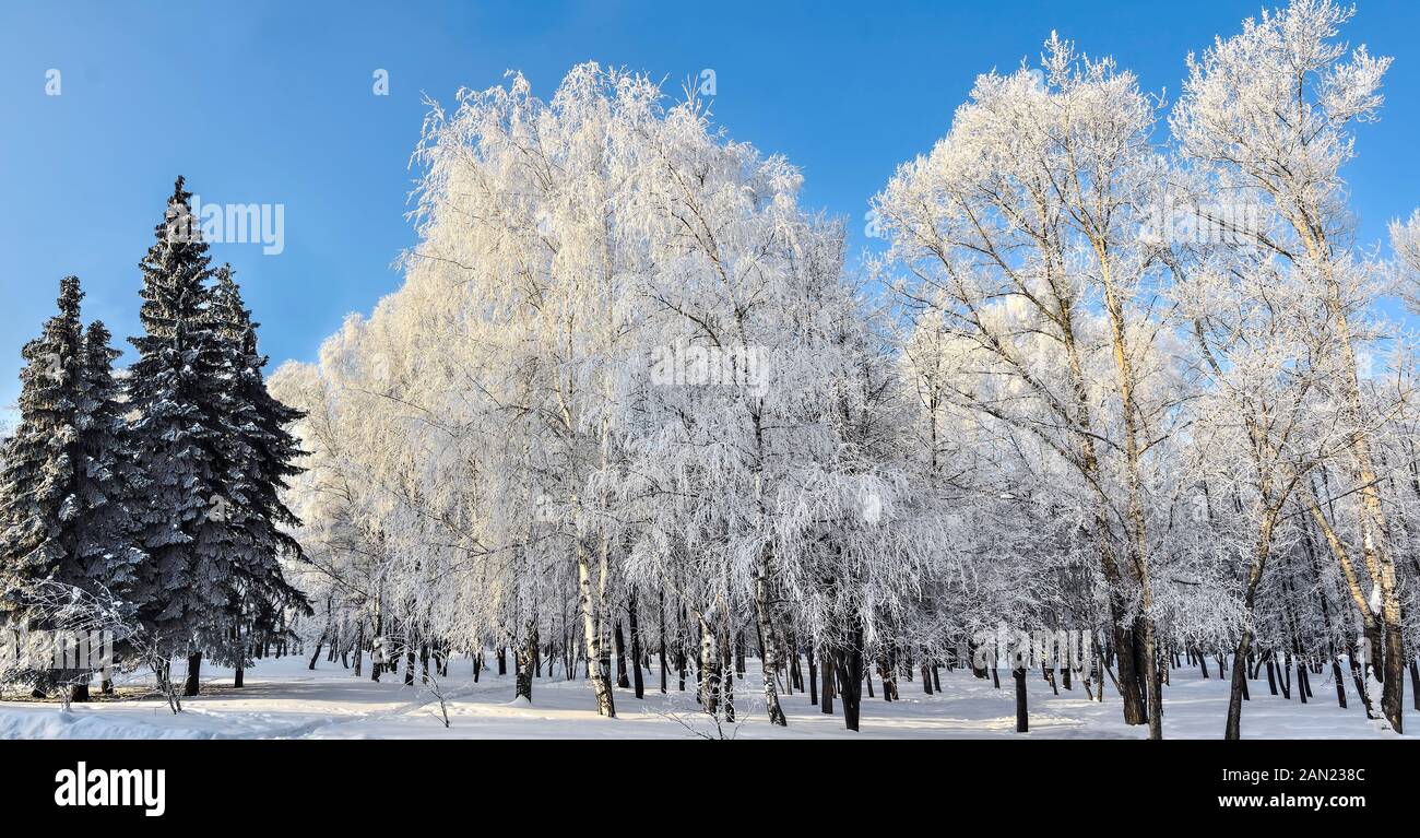 Gefrorene Birken und Tannen mit Schnee und Raureif an sonnigen Wintertag mit blauer Himmel - Sonnenschein Panoramablick auf die Landschaft. Spaziergang in w Stockfoto
