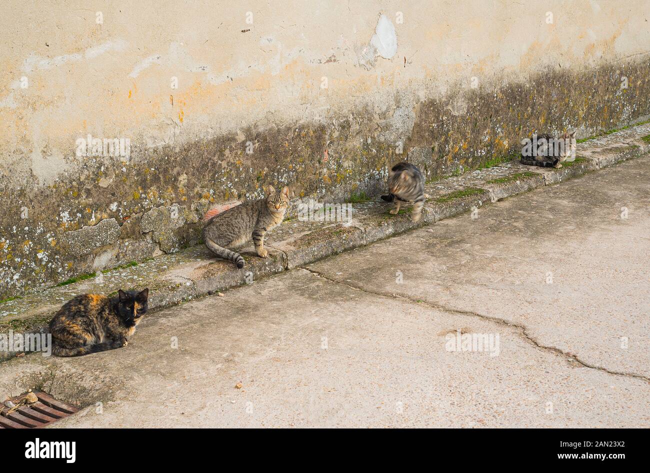 Die vier katzen -Fotos und -Bildmaterial in hoher Auflösung – Alamy