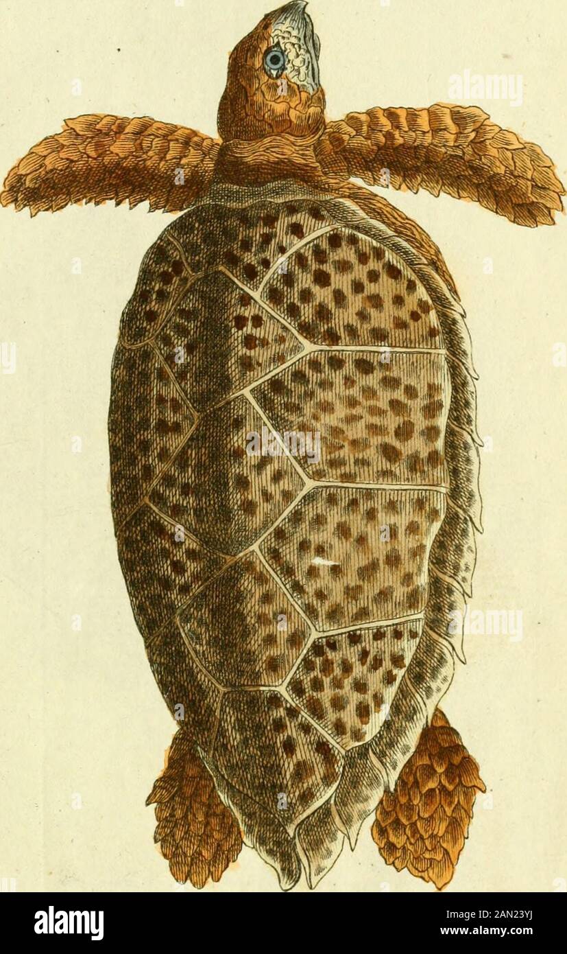 Gemeinte Naturgeschichte des Thierreichs: Darinn die merkwürdigsten und nüzlichsten Thiere in systematischer Ordnung Beschreitungen und alle Geschlechter in Abbildungseinrichtungen nach der Natur vorgelegen werden. 3 9088 01506 5360 k. Teftudo i Areif a, 1 . Mn.Uie Aciret tScAi/dkrote mfyRBSBf J&FP^fSKB!§P&P&gt;- -AMH: I.C. jBBBHt, ig SOSl ja iÄrtf Äntlir; 1) Ifi+udo LTeometriCÄ, roit J-. Inn/^"#Jomei / LRI Stockfoto