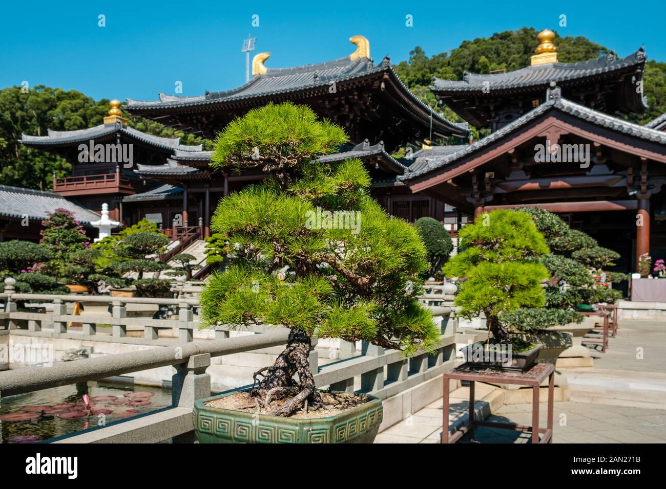 Hongkong, China - November 2019: Bonsai-Bäume im chinesischen Garten der Chi Lin-Nunnery, einem buddhistischen Tempel in Hongkong Stockfoto