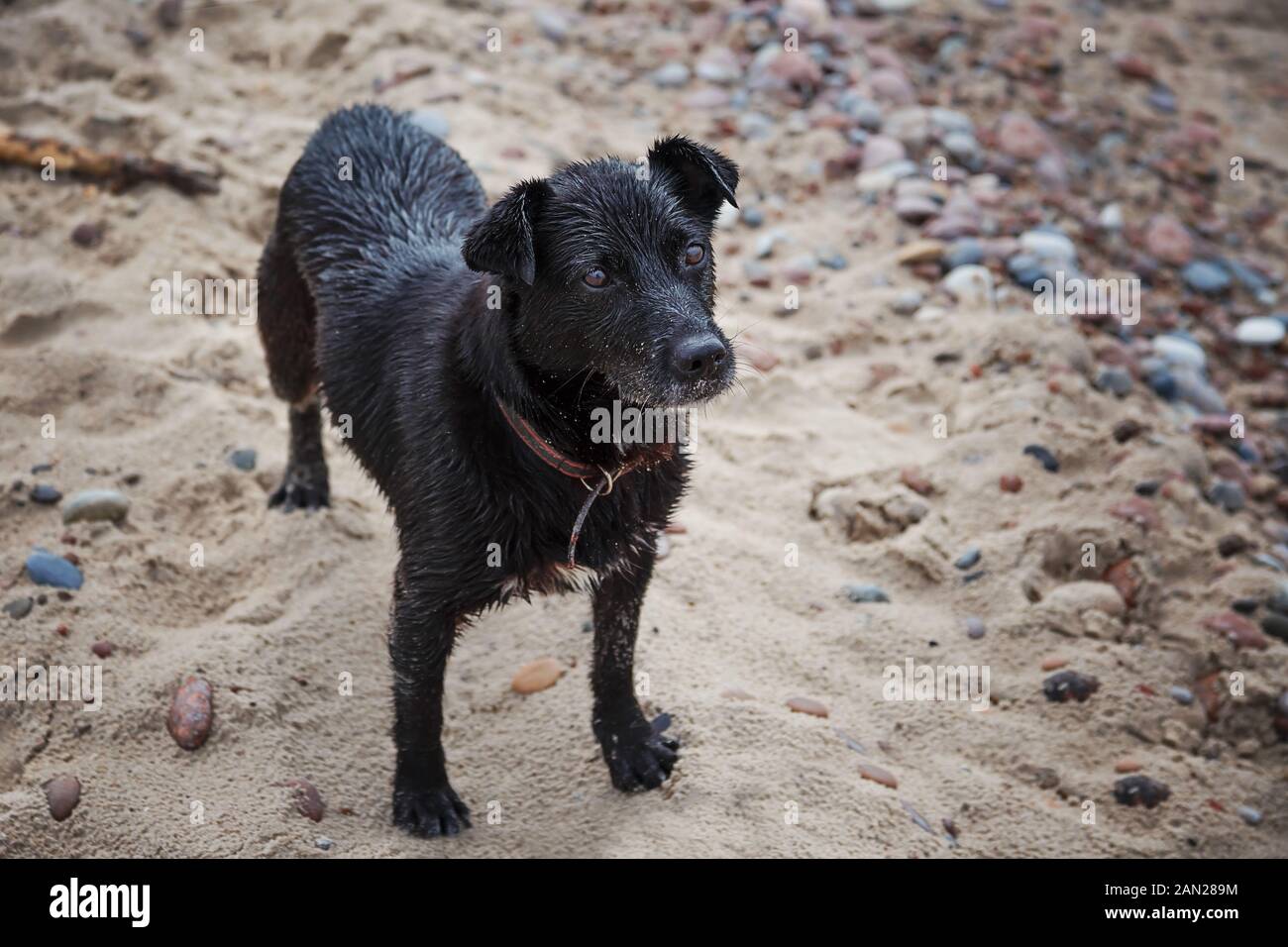 Schwarzer nasser Hund wartet auf Befehle. Sandy Hintergrund Stockfoto