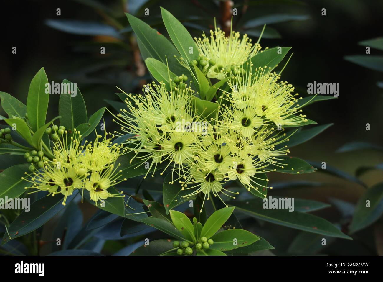 Jambu Blumen Stockfoto