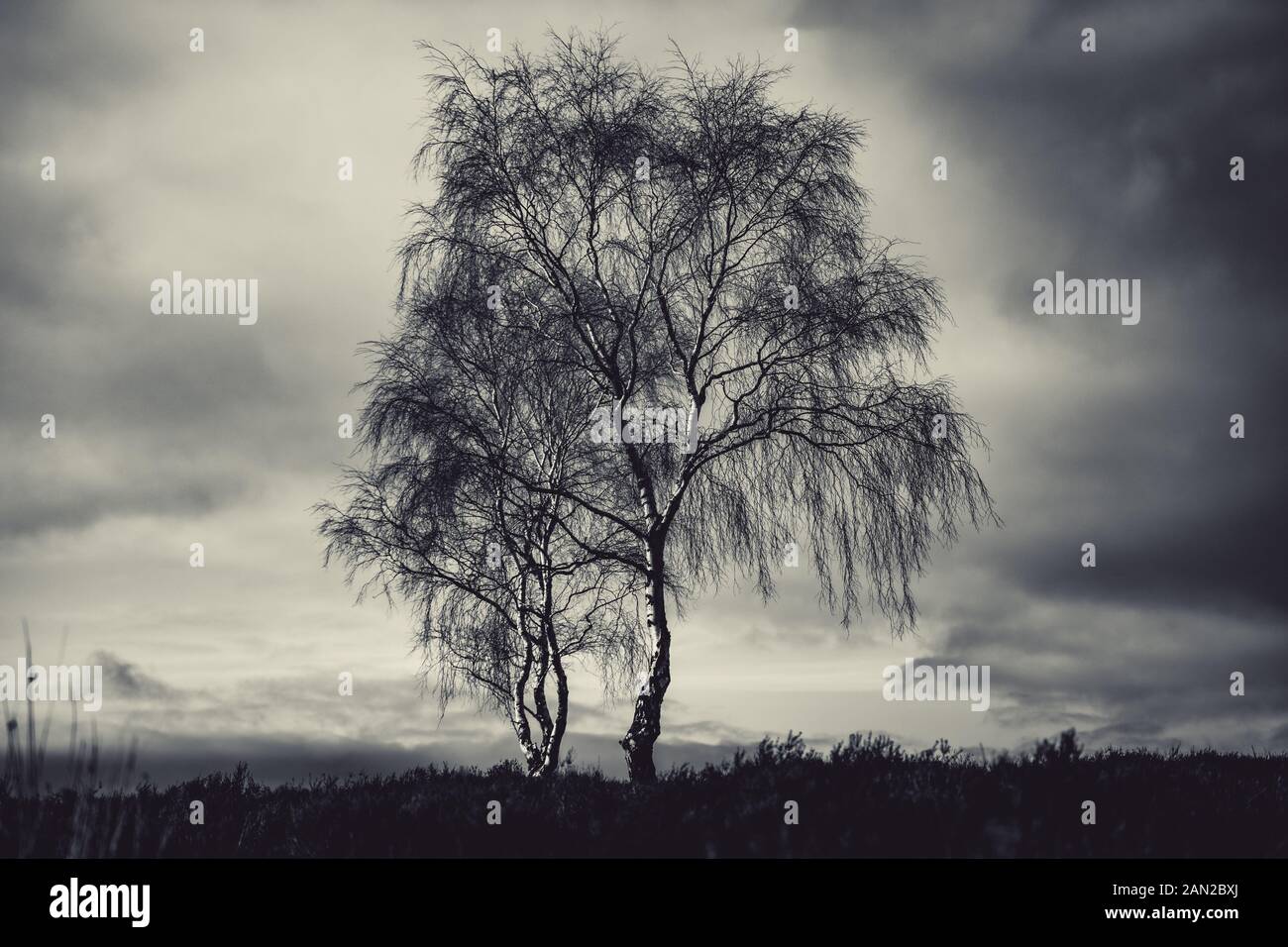 Dramatische moody Schuß eines einsamen Silverbirch Baum gegen einen bewölkten Himmel Stockfoto