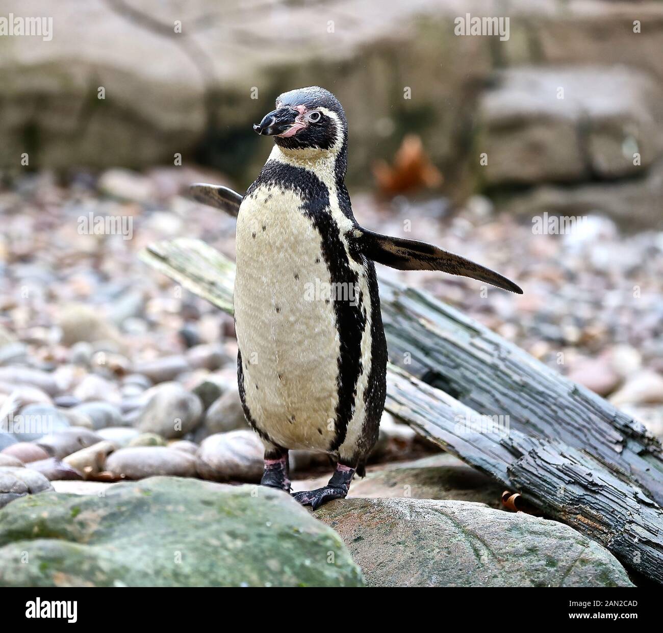 Die Tierhalter standen vor der schwierigen Aufgabe, jeden Mammal-, Vogel-, Reptilien-, Fisch- und Invertebraten im Zoo aufzuzwirbeln - alles von einer Kolonie neugieriger Humboldtpinguine bis hin Zu Stark Gefährdeten asiatischen Löwen und Baktrienkamellen. Stockfoto