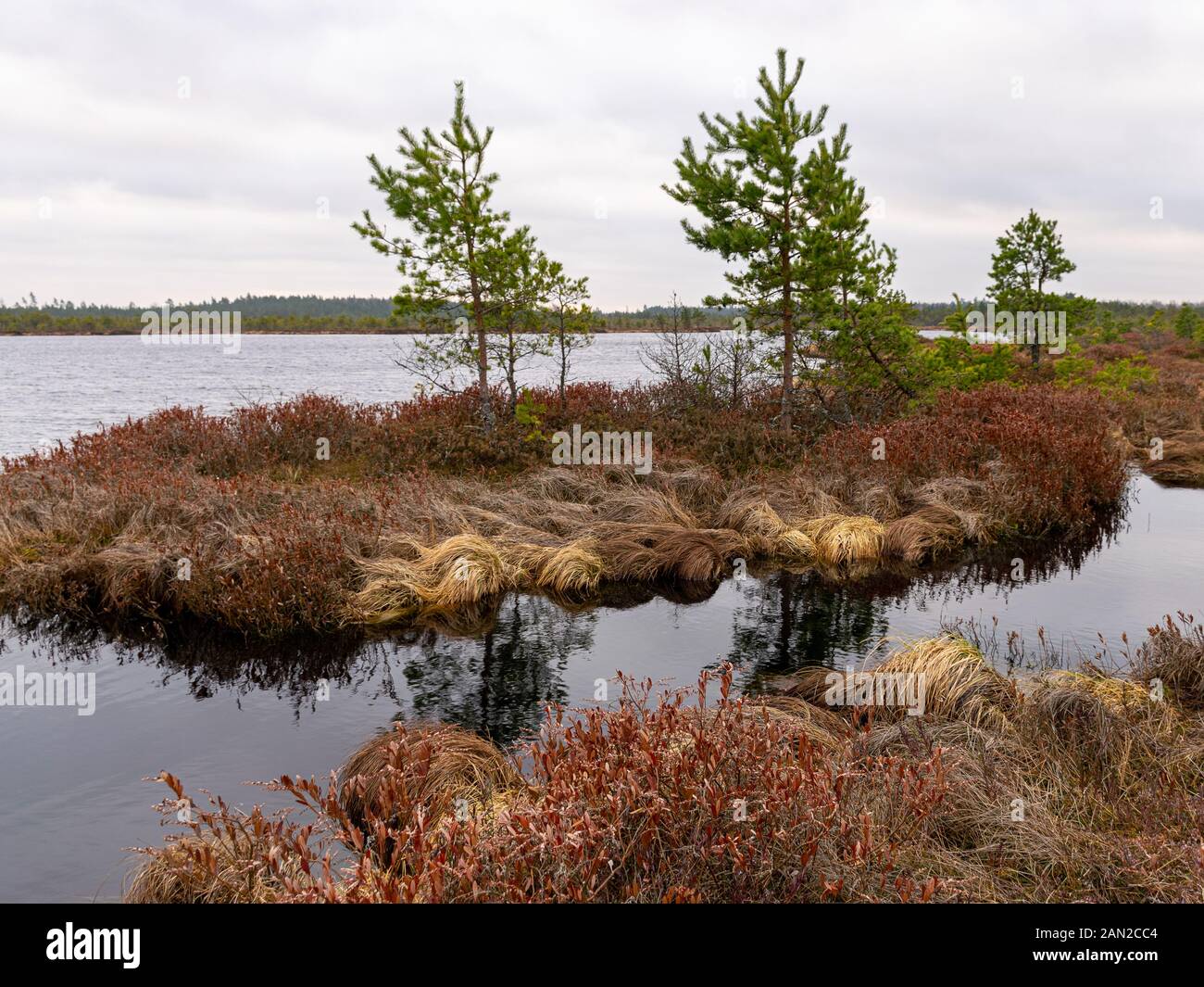 Landschaft mit roten Moose bog, kleine bog Kiefern, kleine Seen bog und Wind bewegten Wasser Stockfoto