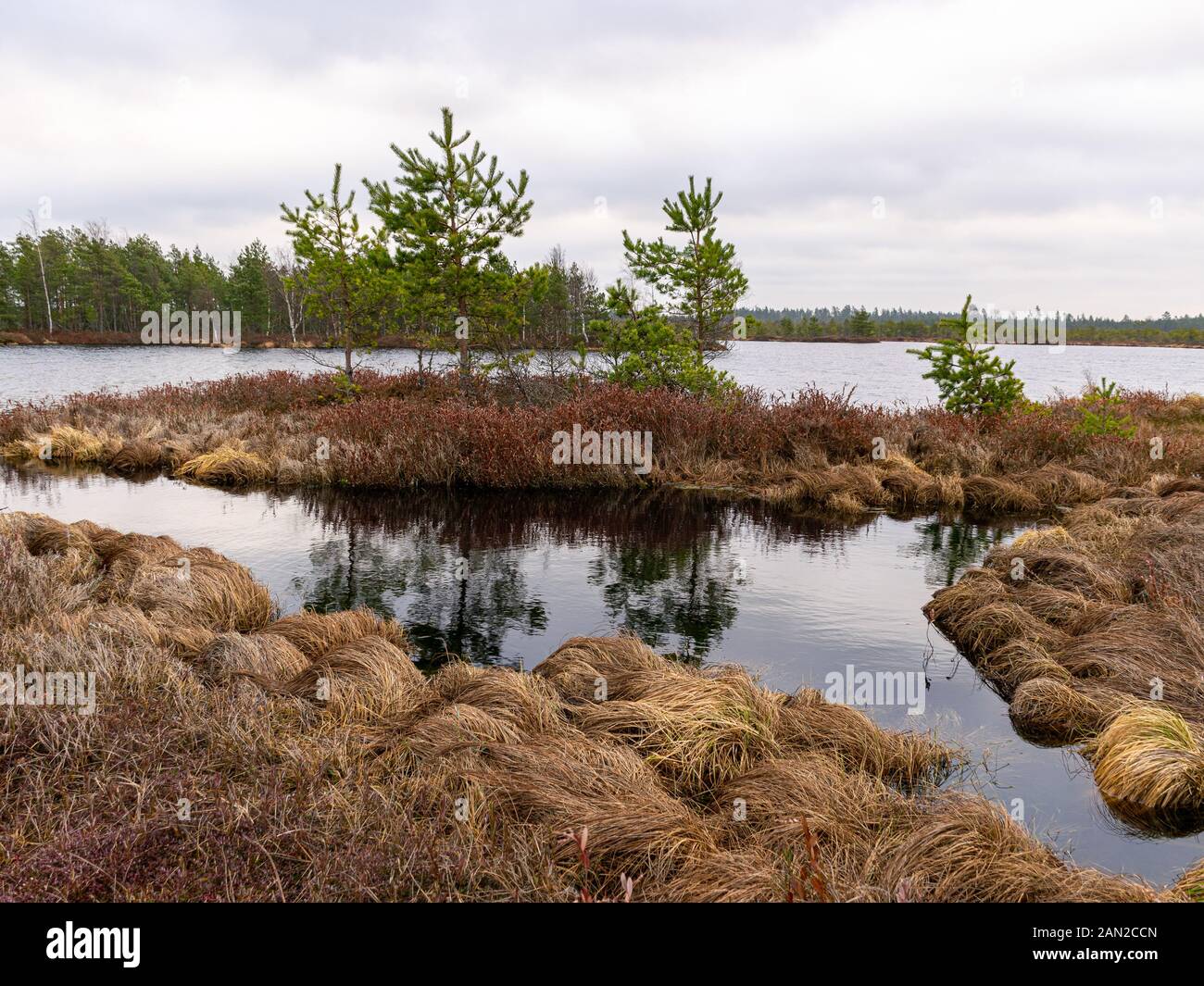 Landschaft mit roten Moose bog, kleine bog Kiefern, kleine Seen bog und Wind bewegten Wasser Stockfoto